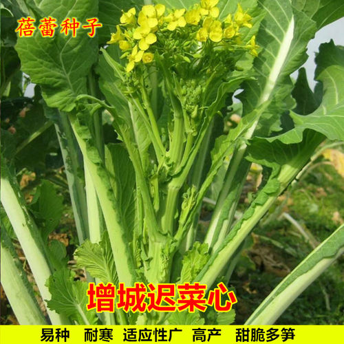正宗增城迟菜心种子广东高脚甜菜心白菜苔种籽菜园秋冬季蔬菜种孑