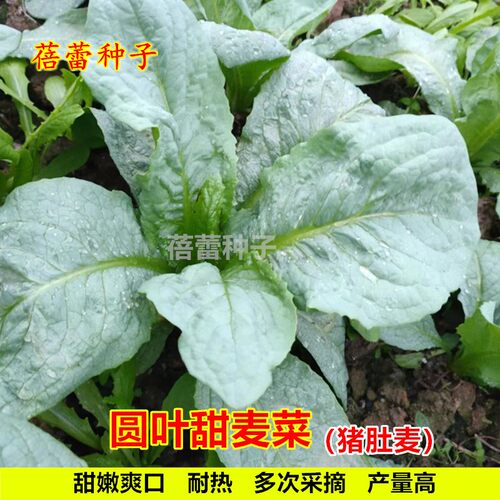圆叶甜麦菜种子籽种四季青菜广东甜麦猪肚麦苦唛菜种籽蔬菜种孑