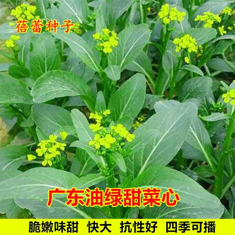 广东油绿甜菜心种子四季油菜心种籽耐热青菜籽阳台秋后蔬菜种孑子