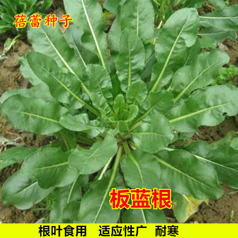 板蓝根种子种籽春秋季种野菜大青叶菘蓝种籽中药材种孑四季蔬菜种
