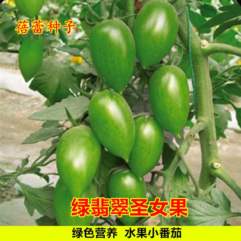 绿翡翠圣女番茄种子水果青樱桃番