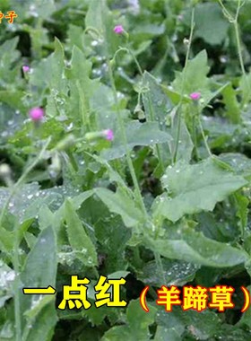 一点红羊蹄草种子籽摘叶食用野菜叶下红背菜春夏秋四季播蔬菜种孑