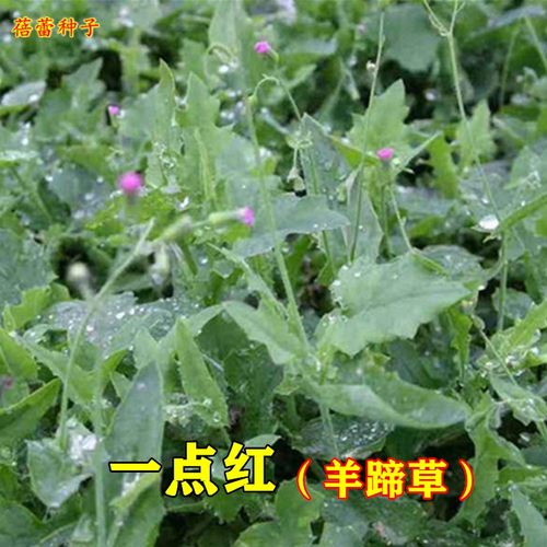 一点红羊蹄草种子籽摘叶食用野菜叶下红背菜春夏秋四季播蔬菜种孑