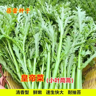 小叶茼蒿菜种子四季蔬菜种孑光杆茼蒿种籽秋季蓬蒿皇帝菜盆栽青菜