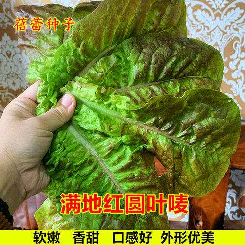 红油麦菜种籽满地红圆叶麦种子春秋四季耐寒农家青菜阳台蔬菜种孑