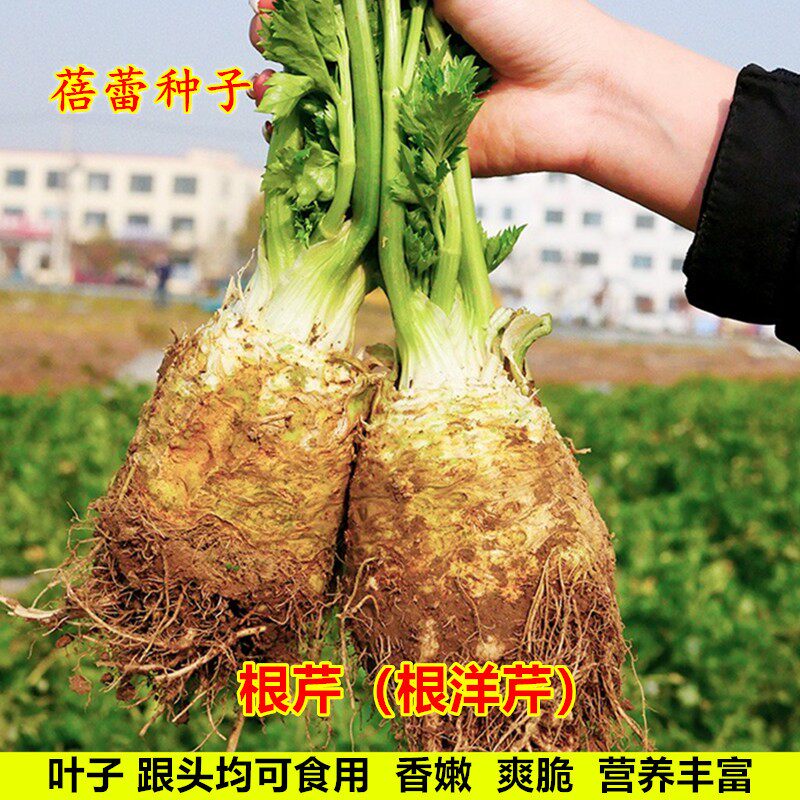 根芹种子根洋芹球根芹菜块芹种籽耐寒塘蒿菜青菜籽阳台蔬菜种孑