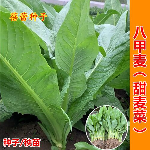 八甲唛甜麦菜种子高产广东恩平尖叶苦麦菜种籽四季青菜蔬菜种孑