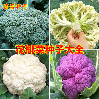 花菜种子大全松花菜西蓝花椰菜种籽秋冬种植阳台盆栽蔬菜种孑