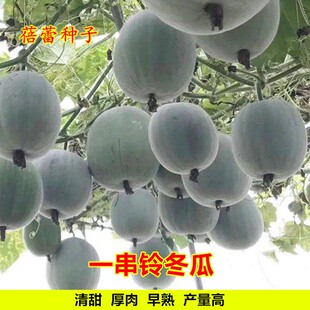 一串铃冬瓜种子籽种高产迷你小冬瓜秧苗春秋季 瓜果蔬菜苗孑子 四季