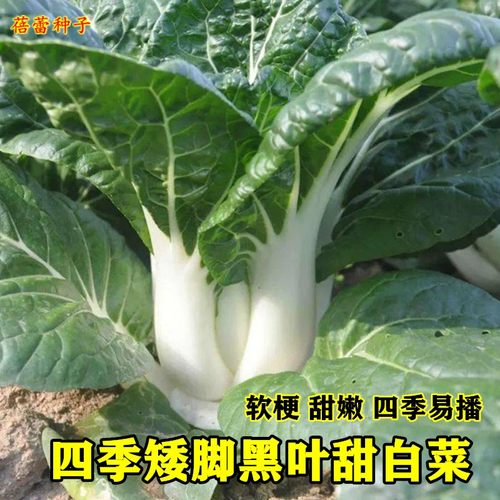 四季黑叶甜白菜种籽奶油白菜小白菜种子大全农家青菜阳台蔬菜种孑