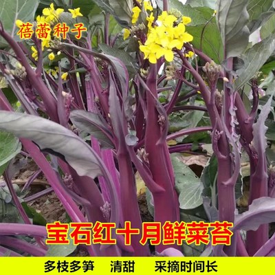 清甜紫菜心籽高产红菜苔四季青菜