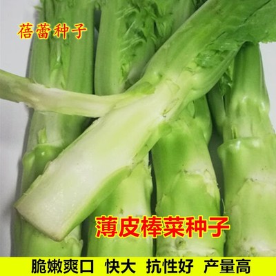 薄皮棒菜种子特大青笋头菜芥菜头