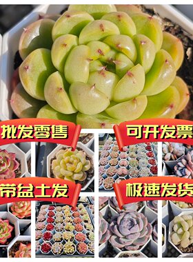 精品多肉套餐带盆土发货