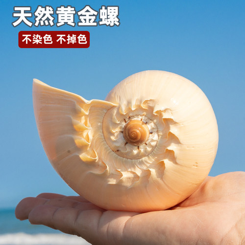 天然海螺贝壳黄金螺瓢螺