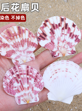 天然海螺贝壳皇后花扇贝墙地装饰