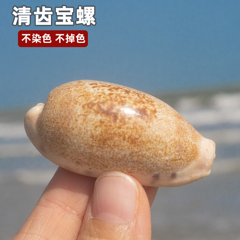 天然海螺贝壳稀有清齿宝螺图片