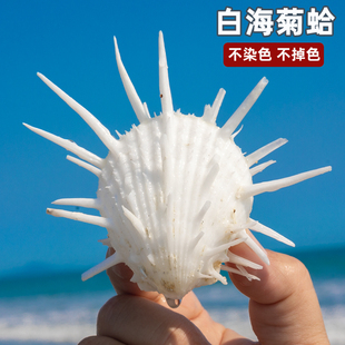 DIY天然白海菊蛤超大海螺大贝壳鱼缸造景海洋生物标本螺生日礼物