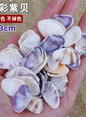 天然幻彩紫贝壳2-3cm打孔DIY