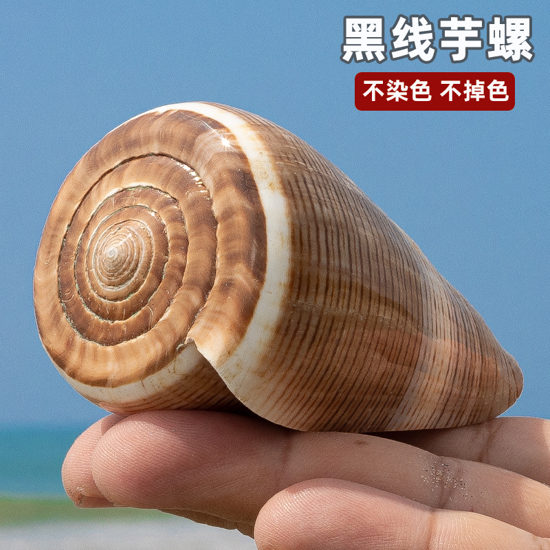 天然海螺贝壳黑线芋螺装饰鱼缸水族造型摆件把玩收藏标本创意礼品