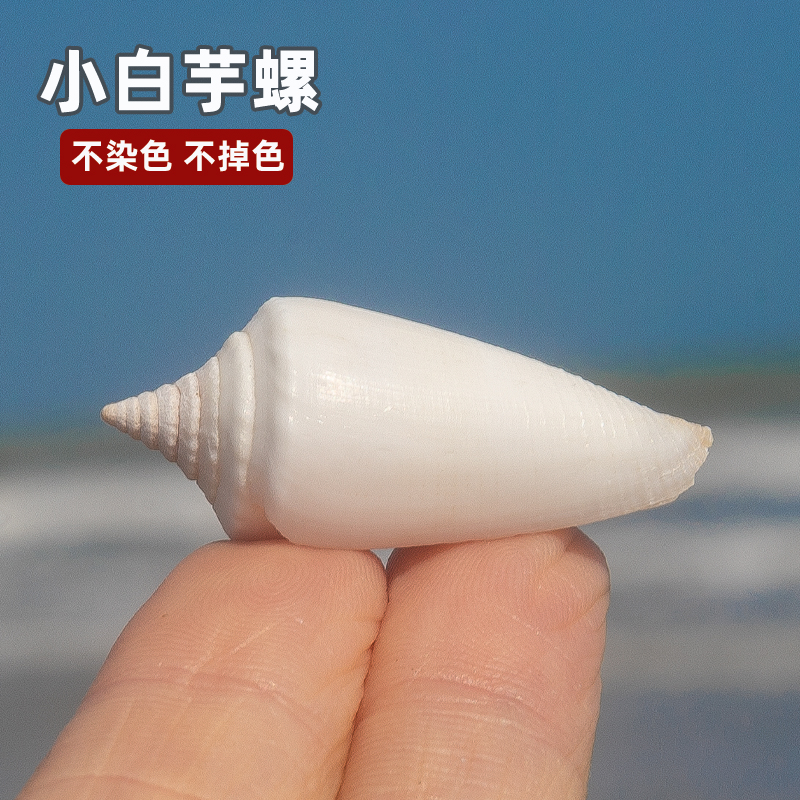 天然海螺贝壳小白芋螺