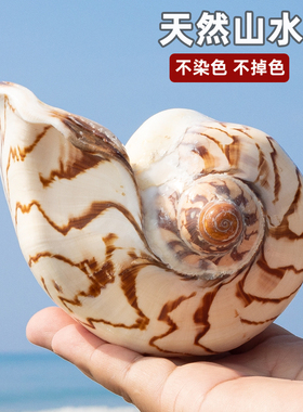 家居摆件装饰天然大海螺贝壳山水螺鱼缸造景摄影道具儿童科普海螺