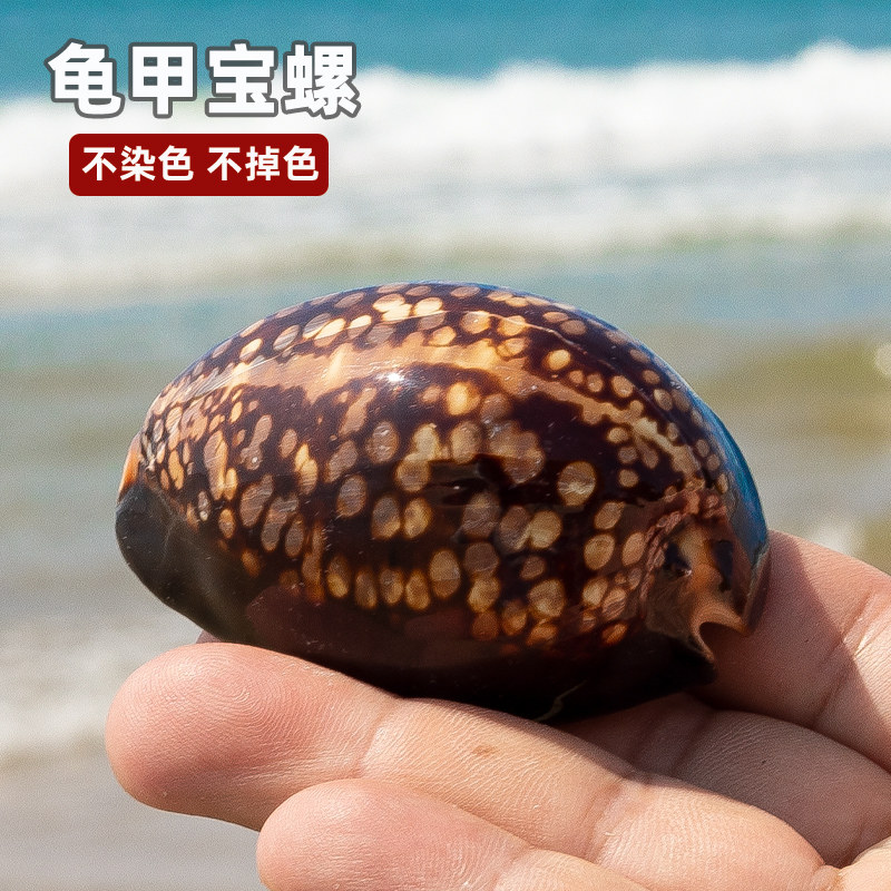 天然稀有海螺贝壳标本螺龟甲宝螺 家居鱼缸水族造景手把件收藏 - 实物图