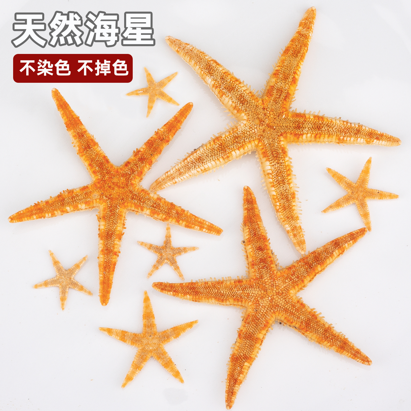 天然海星装饰品diy材料