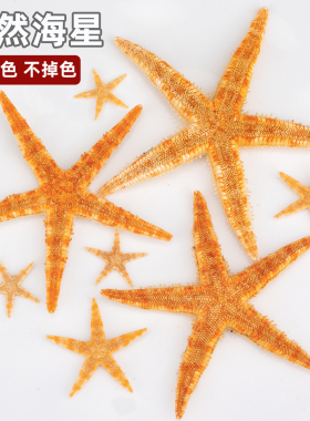 天然海星装饰品diy材料