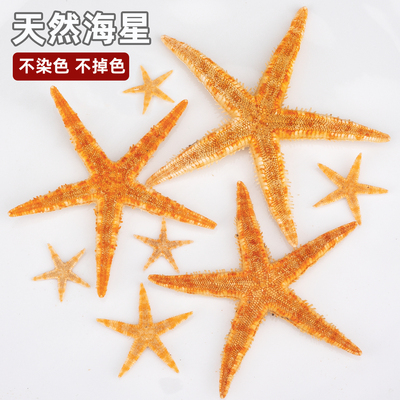 天然海星装饰品diy材料