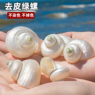 天然海螺贝壳绿螺去皮大白螺鱼缸造景摆件卷贝鱼寄居蟹繁殖替换壳