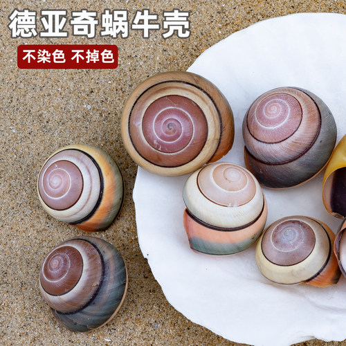 天然海螺贝壳德亚奇蜗牛壳