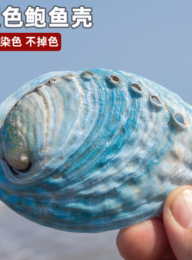 天然贝壳稀有新西兰蓝色鲍鱼壳鱼缸造景装饰创意家居橱窗收藏摆件