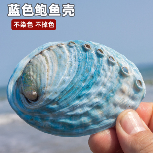 天然贝壳稀有新西兰蓝色鲍鱼壳鱼缸造景装饰创意家居橱窗收藏摆件