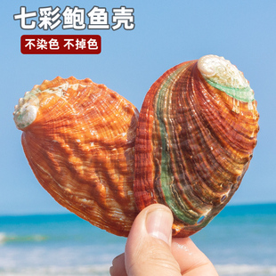 天然海螺贝壳花斑七彩色鲍鱼壳鱼缸造景装饰摆件 首饰收纳