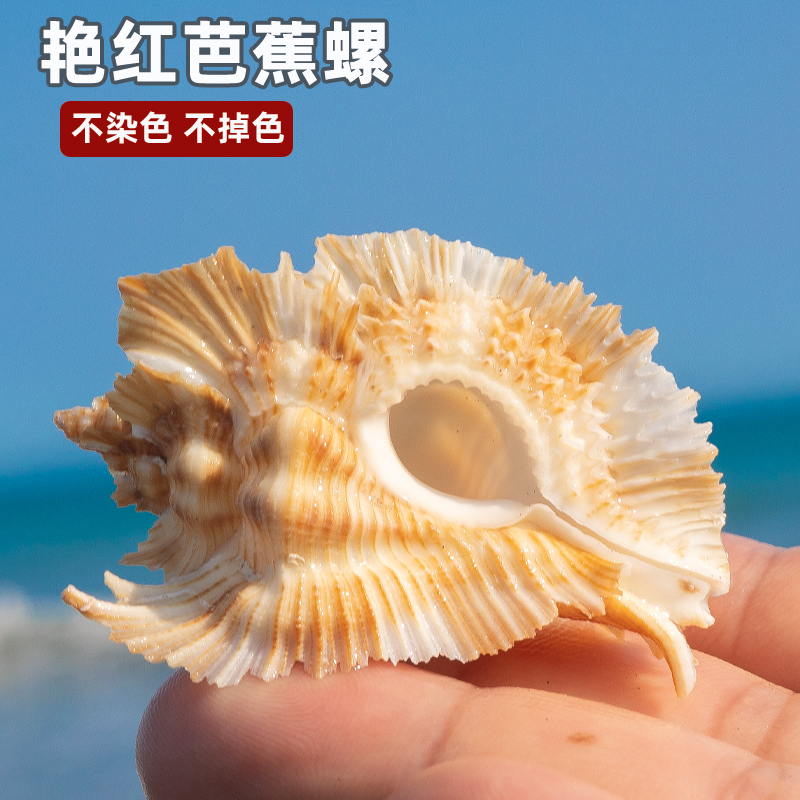 贝壳鱼缸家居收藏水族造景