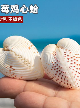 天然贝壳海螺心形蛤鸡心贝