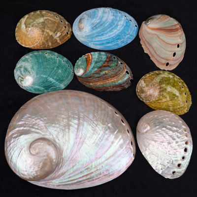 天然大海螺贝壳抛光圆鲍鱼