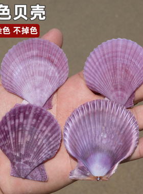 天然紫色贝壳海螺装饰品DIY手工材料风铃配件 摄影道具鱼缸装饰