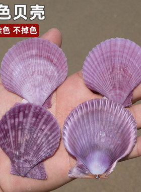 天然紫色贝壳海螺风铃摄影道具