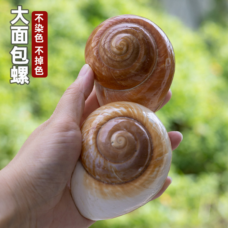 天然海螺贝壳面包螺蜗牛螺大号寄居蟹卷贝鱼替换壳鱼缸水族造景