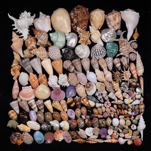 天然海螺贝壳鱼缸造景寄居蟹替换壳家居摆件礼物漂流材料儿童科普