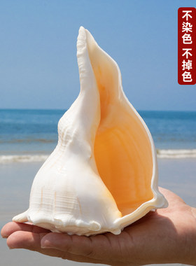 天然稀有海螺贝壳左旋螺鱼缸造景装饰拍摄道具收藏摆件送礼礼物
