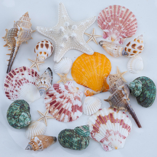 天然彩贝扇贝壳海螺手工幼儿园学校diy装饰摆件家居水族鱼缸造景