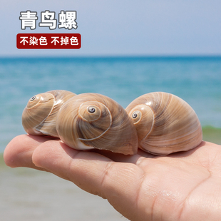 天然海螺贝壳青鸟螺手工diy材料相框鱼缸水族造景寄居蟹替换壳