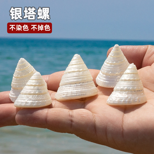 天然海螺贝壳小银光塔螺相框diy鱼缸水族造景家居装 饰儿童科普