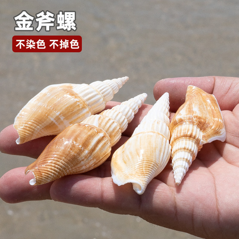 天然海螺贝壳金斧螺创意微景观拍摄道具鱼缸水族造景儿童科普diy图片