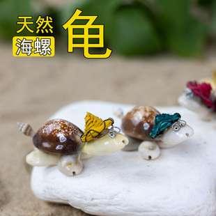 新品火爆热销工艺品海螺贝壳带帽子小乌龟儿童玩具家居摆件装饰品