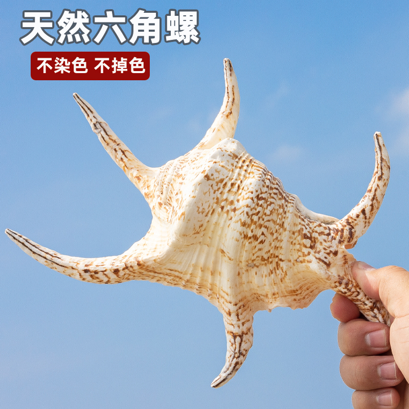 六角螺天然海螺贝壳鱼缸水族装饰家居摆件礼物儿童科普海洋知识