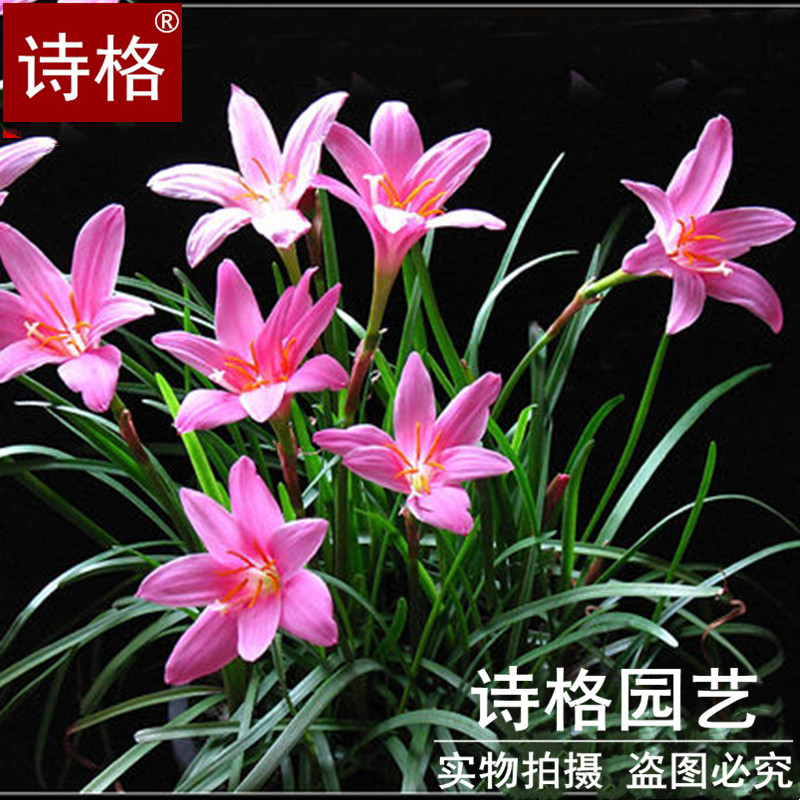 庭院花卉盆栽好养易活风雨兰