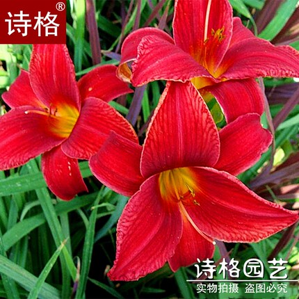 庭院地被植物金娃娃/大花/红宝石萱草室外宿根耐寒花卉